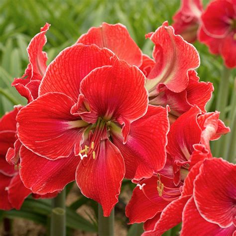 Magical touch amaryllis